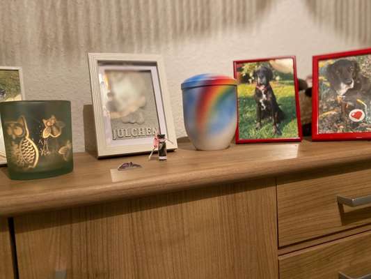 Wie ich meine Tiere verabschiede-Beitrag-Bild