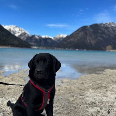 Hundetreffen-Gassirunde und Hundebegegnung-Bild