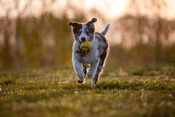 Foto's und Hundemodels-Beitrag-Bild