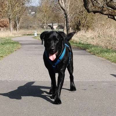 Hundetreffen-Suchen Hundekumpels zum Spielen-Bild