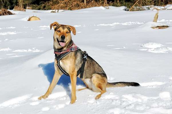 Mischlinge raten - Rätselspaß-Beitrag-Bild