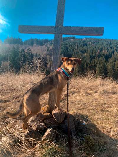 Mischlinge raten - Rätselspaß-Beitrag-Bild