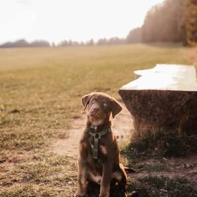 Aussiedors oder Leopard Labrador Gruppe-Beitrag-Bild