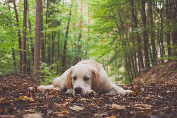 Die Dogorama Kalender Challenge Titelbild-Beitrag-Bild