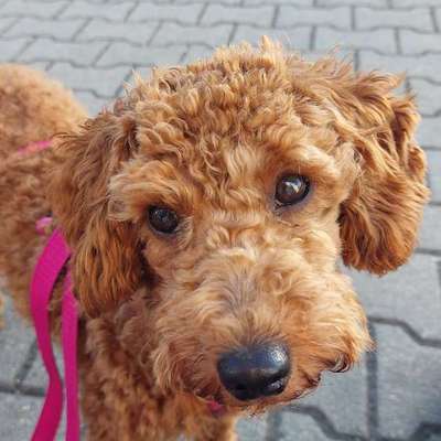 Hundetreffen-Pudel und Kleinhunde Freunde gesucht-Bild
