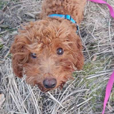 Hundetreffen-Mini Hunde zum Kennenlernen gesucht-Bild