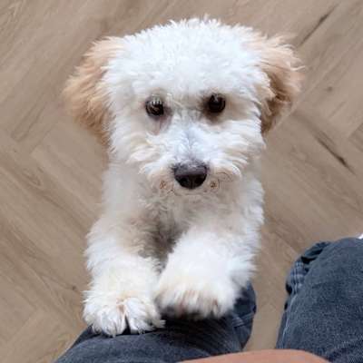 Hundetreffen-Welpentreff spielbuddy in fischach-Bild