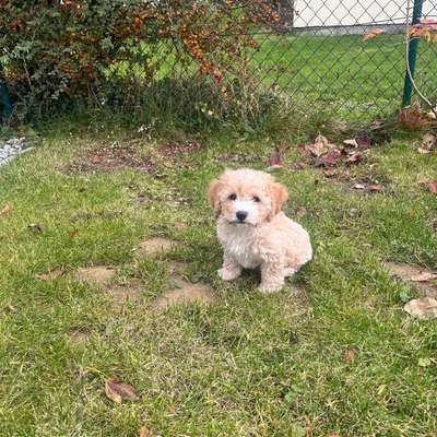 Hundetreffen-Welpentreff spielbuddy in fischach-Bild