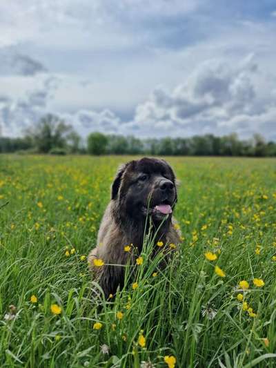 Hundetreffen-Social Walk-Bild