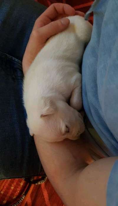 Welpen Bilder !-Beitrag-Bild