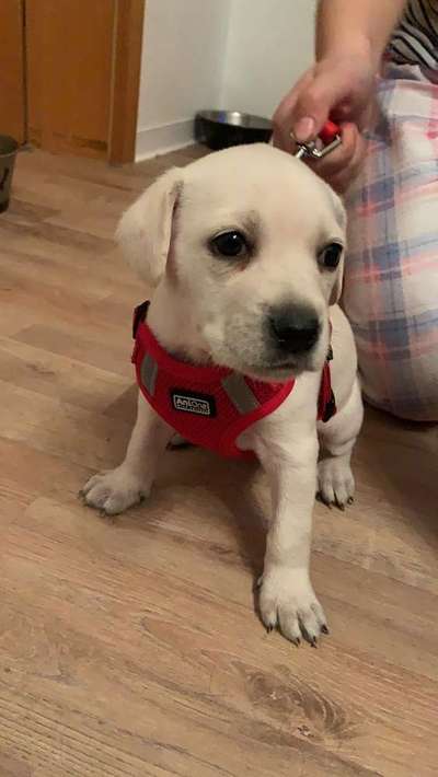 Welpen Bilder !-Beitrag-Bild