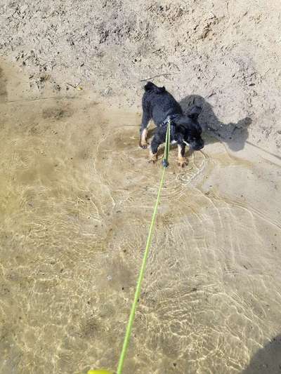 Dogorama-Monats-Challenge-Mai "Wasser"-Beitrag-Bild