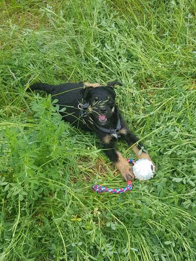 Die Dogorama Monats Challenge "Es grünt und blüht"-Beitrag-Bild