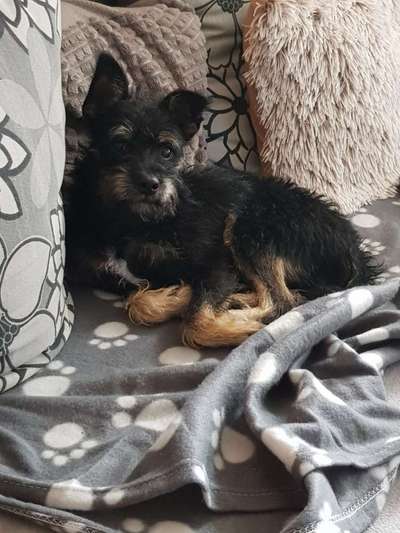 Mischlingshunde Foto Aufruf-Beitrag-Bild