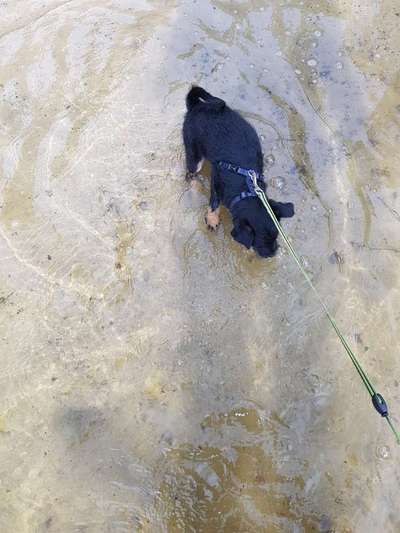 Dogorama-Monats-Challenge-Mai "Wasser"-Beitrag-Bild