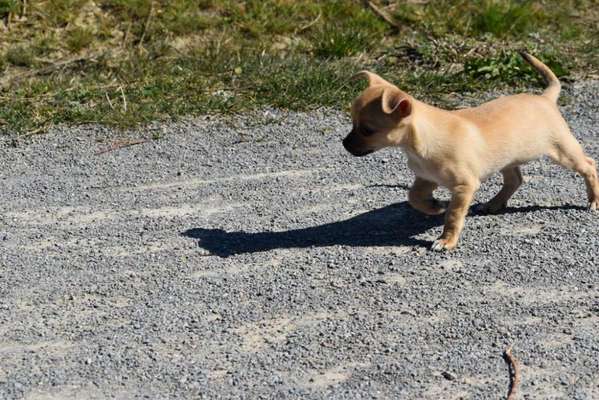 Welpen Bilder !-Beitrag-Bild