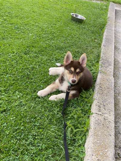 Mischlinge raten - Rätselspaß-Beitrag-Bild