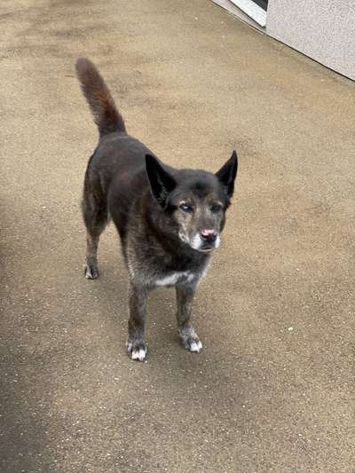 Mischlinge raten - Rätselspaß-Beitrag-Bild