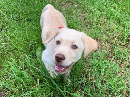 Welpen Bilder !-Beitrag-Bild