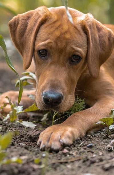 Dogorama Photo Challenge - Hundeblick zum hinschmelzen-Beitrag-Bild