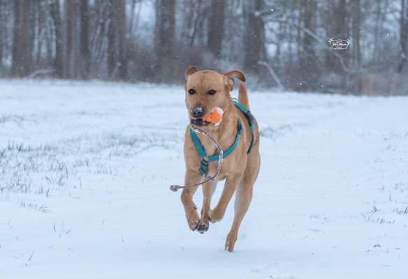 Schnee Foto-Beitrag-Bild