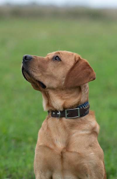 Zeigt her eure Junghunde :)-Beitrag-Bild