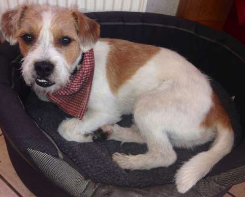 Mischlingshunde Foto Aufruf-Beitrag-Bild