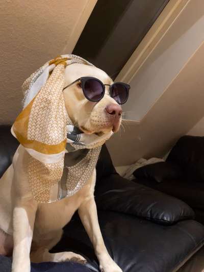 Hier ist der Spaßthread. Zum Schmunzeln und Kaputtlachen-Beitrag-Bild