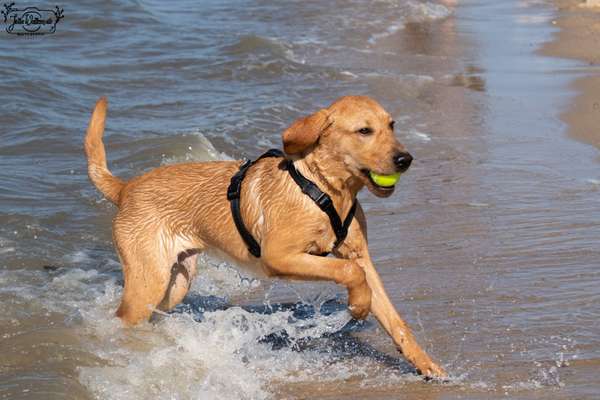 Hunde im Urlaub-Beitrag-Bild