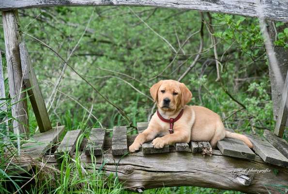 Die Dogorama Kalender Challenge 4/4-Beitrag-Bild