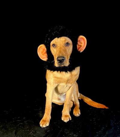 Hier ist der Spaßthread. Zum Schmunzeln und Kaputtlachen-Beitrag-Bild