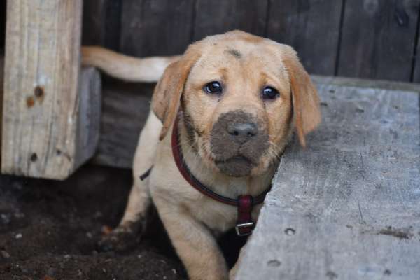 Dogorama Photo Challenge - Be my valentine-Beitrag-Bild