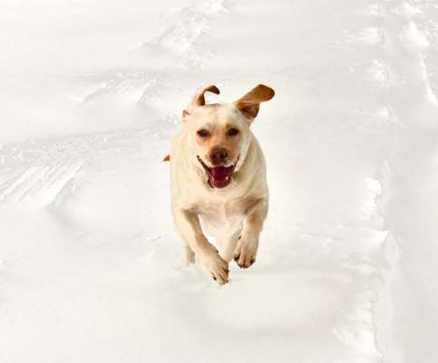 Schneehund-Beitrag-Bild