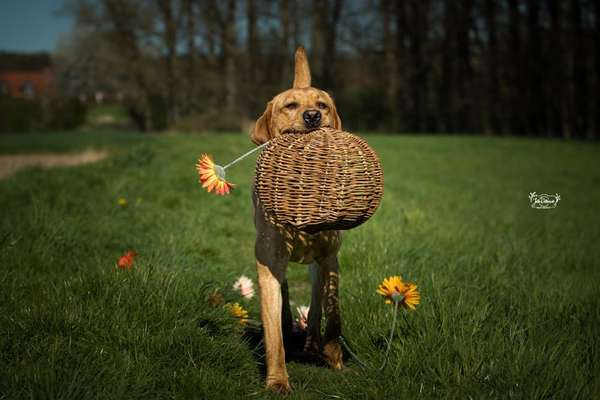 Dogorama Photo Challenge - Tierischer Urlaub-Beitrag-Bild