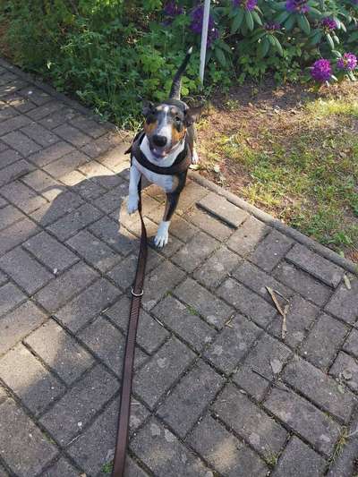 Miniatur Bull Terrier-Beitrag-Bild
