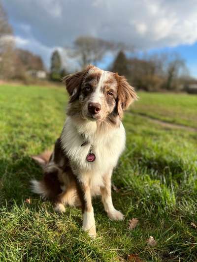 Hundetreffen-Gemeinsame Gassi- und/oder Spielrunden :)-Bild