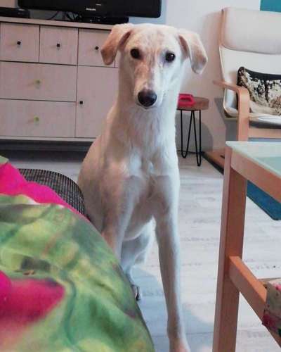 Windhunde - Treffen der besonderen Schönheiten
HERZLICH WILLKOMMEN-Beitrag-Bild