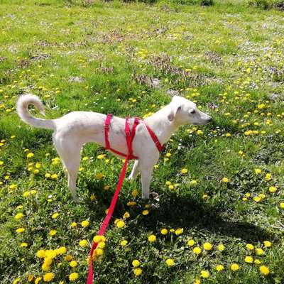 Windhunde - Treffen der besonderen Schönheiten
HERZLICH WILLKOMMEN-Beitrag-Bild