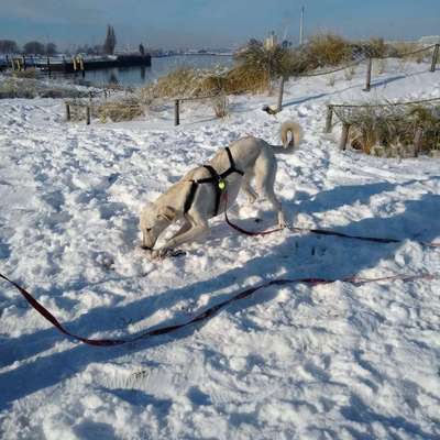 Windhunde - Treffen der besonderen Schönheiten
HERZLICH WILLKOMMEN-Beitrag-Bild