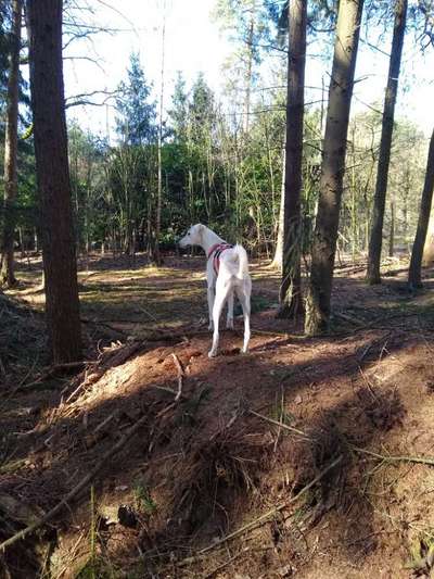 Hundeauslaufgebiet-Hundetobewald im Landpark Lauenbrück-Bild