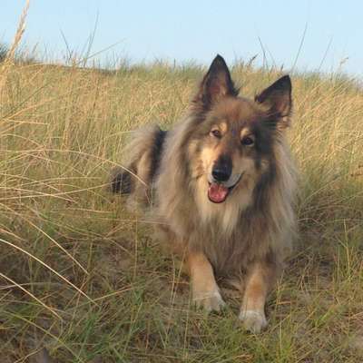 Die Dogorama Kalender Challenge 4/4-Beitrag-Bild