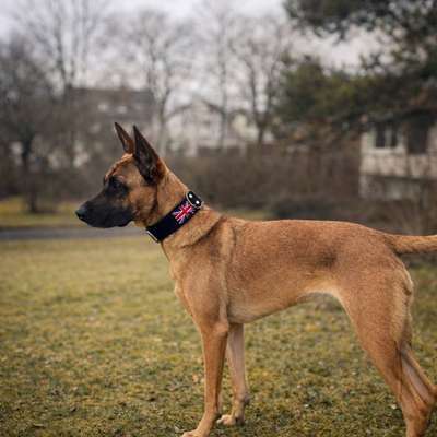 Wurfgeschwister gesucht-Beitrag-Bild