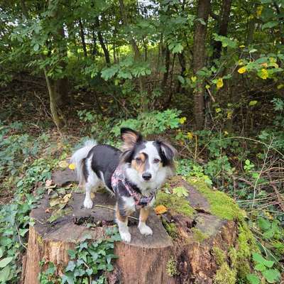 Mischlinge raten - Rätselspaß-Beitrag-Bild