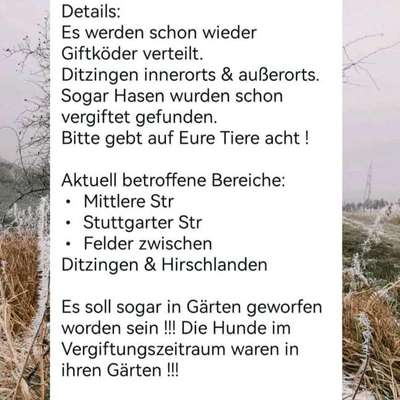 Giftköder-Giftköder in und um Ditzingen-Bild