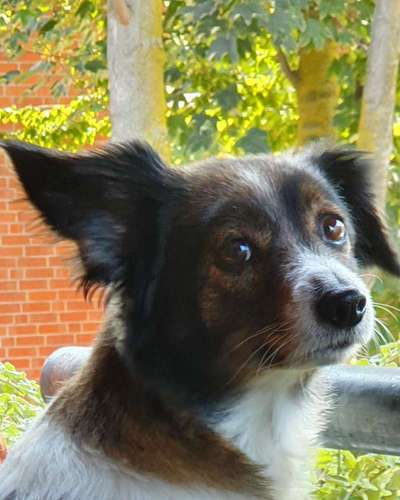 Foto's und Hundemodels-Beitrag-Bild