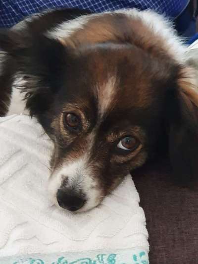 Foto's und Hundemodels-Beitrag-Bild