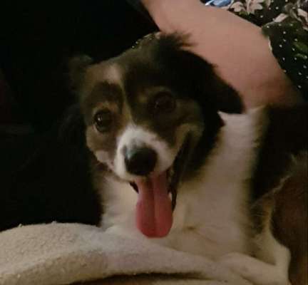 Dein Hund im Dogorama-Kalender 2021-Beitrag-Bild