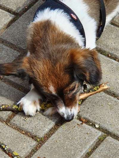 Dein Hund im Dogorama-Kalender 2021-Beitrag-Bild