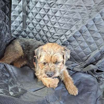 Foto Challenge Thema "Hunde im Auto"-Beitrag-Bild