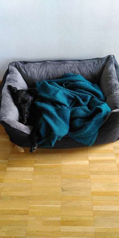 Erhöhter Kuschelbedarf im Winter?-Beitrag-Bild